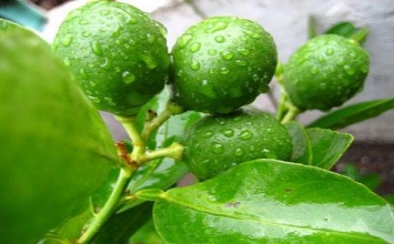 7 tác dụng chữa bệnh "thần kỳ" của vỏ chanh